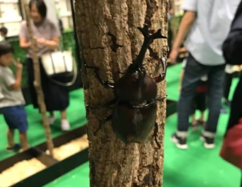 【レポ】大昆虫展2018行ってきました|中の様子や混雑状況、感想まとめ