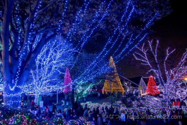 よみうりランド・じゅうぇるミネーション・木のライトアップ写真