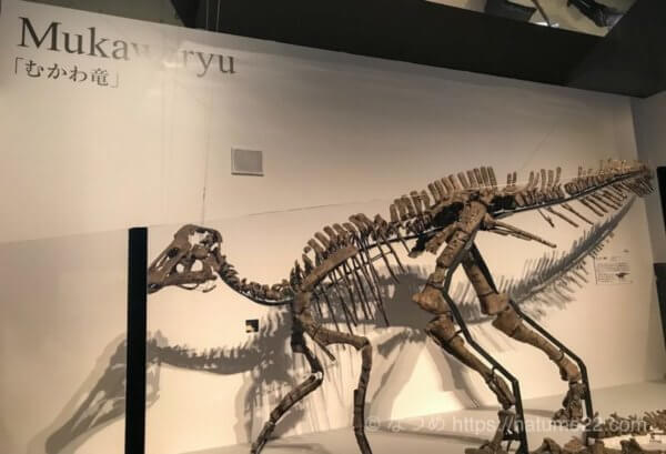 特別展「恐竜博2019」の目玉展示の一つ、むかわ竜の化石の展示