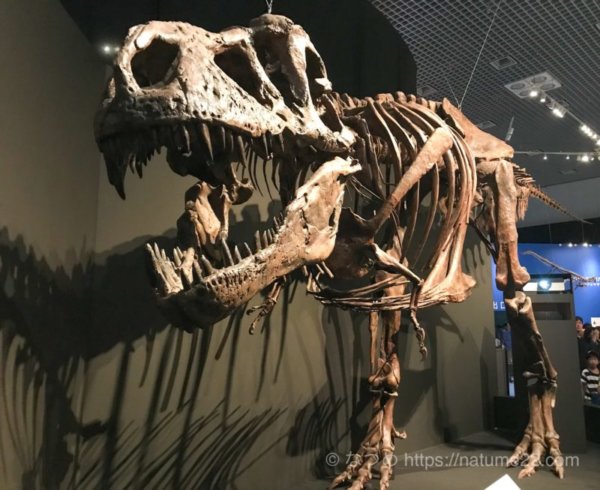 特別展「恐竜博2019」の巨大な化石展示