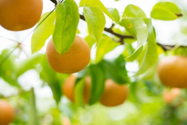 丕緒の鳥（十二国記episode５・小野不由美）あらすじと感想